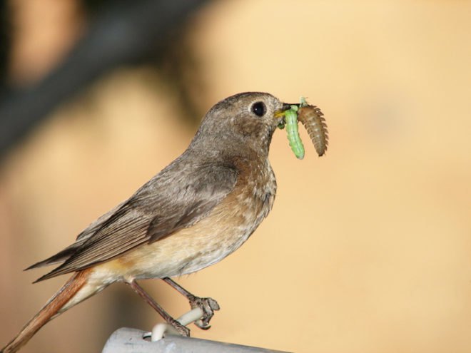 Birds, bird, songbird, songbirds, endangered birds, migration, migrate, migratory, migratory birds, ducks, ducklings, seabird, seabirds, cats, dogs, cat, dog, feral cats, wild cats, hummingbirds, birdbath, bird bath, water, feeders, baby bird, baby birds, wild birds