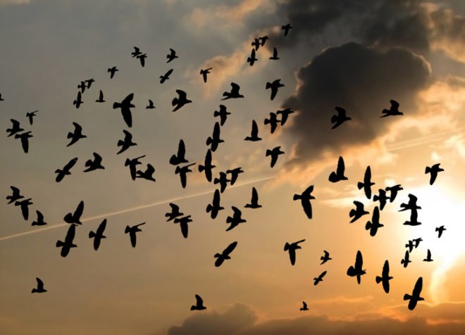 Birds, bird, songbird, songbirds, endangered birds, migration, migrate, migratory, migratory birds, ducks, ducklings, seabird, seabirds, cats, dogs, cat, dog, feral cats, wild cats, hummingbirds, birdbath, bird bath, water, feeders, baby bird, baby birds, wild birds