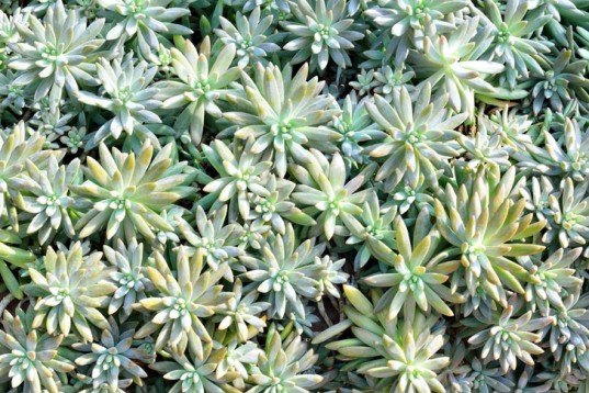 plants, bio-fuel, bio-architecture, bio-remediation, bio-fertilizer, living roofs, greenroofs, sustainable forestry, perennial food plants,