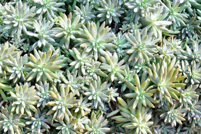 plants, bio-fuel, bio-architecture, bio-remediation, bio-fertilizer, living roofs, greenroofs, sustainable forestry, perennial food plants,