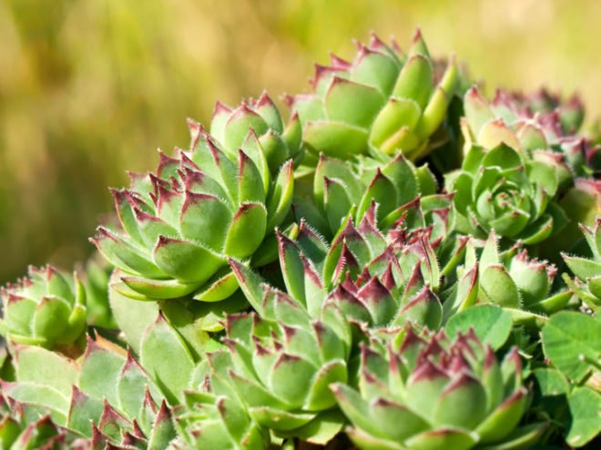 green roof, living roof, succulents, sedums, grasses, herbs, living architecture, DIY, bio-architecture