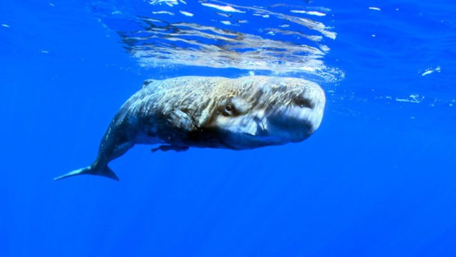 whales, great whales, baleens, sperm whales, University of Hawaiʻi at Mānoa, University of Hawaii, Joe Roman, the great whale conveyor belt, ecosystems, marine ecosystems, nutrient dispersal, whale migration, whale hunting, population decline, ocean ecosystems, marine ecosystems