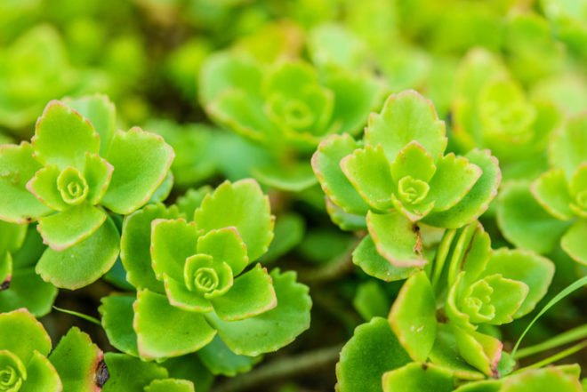 green roof, living roof, succulents, sedums, grasses, herbs, living architecture, DIY, bio-architecture