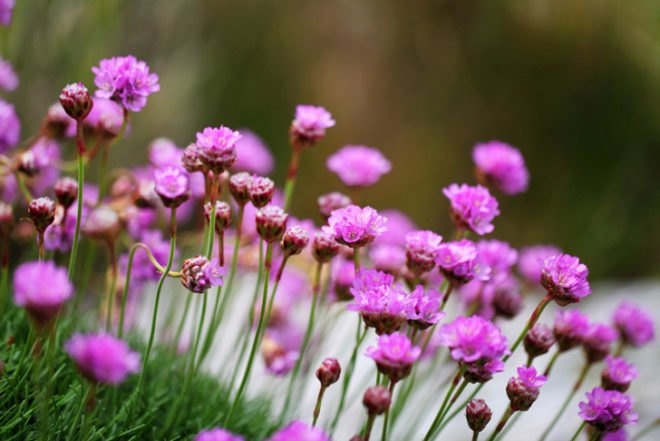 green roof, living roof, succulents, sedums, grasses, herbs, living architecture, DIY, bio-architecture