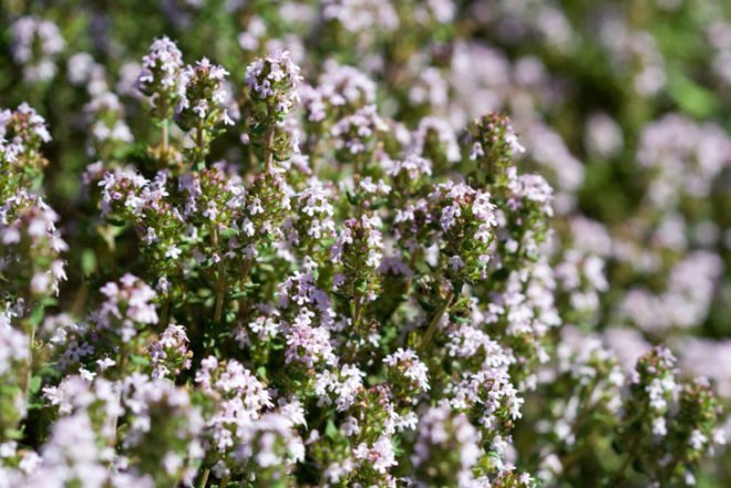 green roof, living roof, succulents, sedums, grasses, herbs, living architecture, DIY, bio-architecture