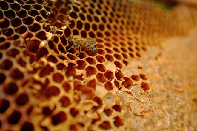 Marlène Huissoud, silkworm cocoons, beehive resin, propolis, sericin, glass blowing, organic furniture, natural by-products, biodegradable materials, sustainable materials, furniture design, rubber trees