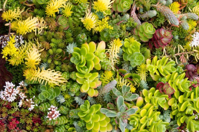green roof, living roof, succulents, sedums, grasses, herbs, living architecture, DIY, bio-architecture