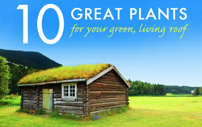 green roof, living roof, succulents, sedums, grasses, herbs, living architecture, DIY, bio-architecture
