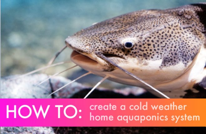 Aquaponics, cold weather aquaponics, aquaponic, DIY aquaponics, cold weather aquaponics, cold climate aquaponics, fish, fish tank, aquaponic vegetables, fridge aquaponics