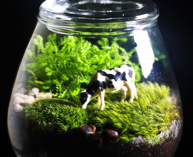 Terrarium, terrariums, glass bowl, glass bowl terrariums, DIY, How-to, how to, how to make a terrarium, make your own terrarium, moss, stones, rocks, sphagnum, miniatures, scenes, animal terrarium