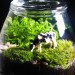 Terrarium, terrariums, glass bowl, glass bowl terrariums, DIY, How-to, how to, how to make a terrarium, make your own terrarium, moss, stones, rocks, sphagnum, miniatures, scenes, animal terrarium