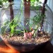 Terrarium, terrariums, glass bowl, glass bowl terrariums, DIY, How-to, how to, how to make a terrarium, make your own terrarium, moss, stones, rocks, sphagnum, miniatures, scenes, animal terrarium