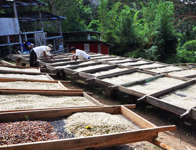 Coffee, coffee farm, coffee farms, coffee farming, coffee production, wastewater, waste water, recycled water, water initiatives, UTZ Certified, UTZ, Nicaragua, Honduras, Guatemala