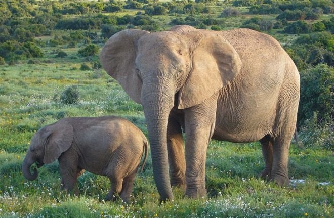 elephants, poaching, elephant deaths, illegal ivory trade, illegally killing elephants, Proceedings of the National Academy of Sciences, save the elephants, kenya wildlife service, monitoring the illegal killings of elephants, east africa, tanzania, kenya, selous game reserve, botswana, south africa, china demand for ivory, china, chinese embassy in kenya, liu xianfa, george wittemyer, colorado state university, iain douglas-hamilton