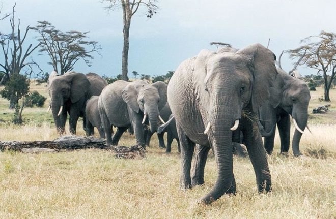 elephants, poaching, elephant deaths, illegal ivory trade, illegally killing elephants, Proceedings of the National Academy of Sciences, save the elephants, kenya wildlife service, monitoring the illegal killings of elephants, east africa, tanzania, kenya, selous game reserve, botswana, south africa, china demand for ivory, china, chinese embassy in kenya, liu xianfa, george wittemyer, colorado state university, iain douglas-hamilton