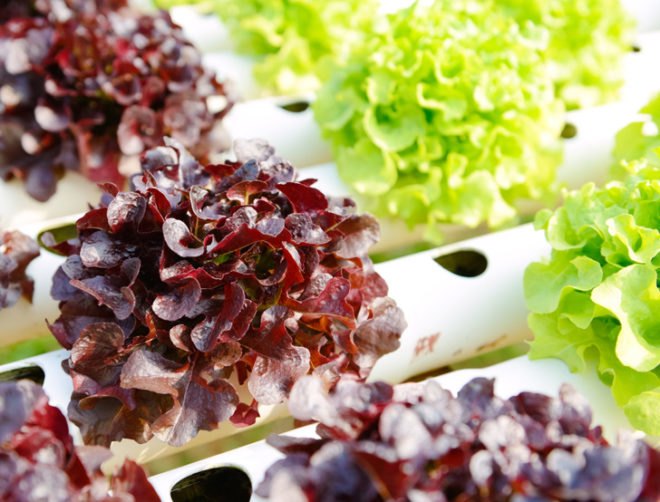 Aquaponics, cold weather aquaponics, aquaponic, DIY aquaponics, cold weather aquaponics, cold climate aquaponics, fish, fish tank, aquaponic vegetables, fridge aquaponics