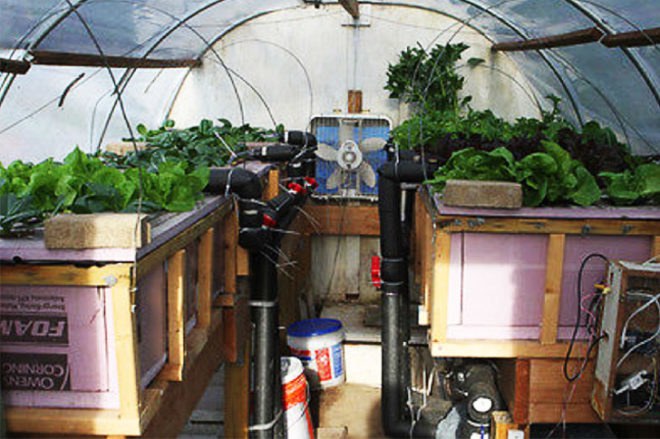 Aquaponics, cold weather aquaponics, aquaponic, DIY aquaponics, cold weather aquaponics, cold climate aquaponics, fish, fish tank, aquaponic vegetables, fridge aquaponics