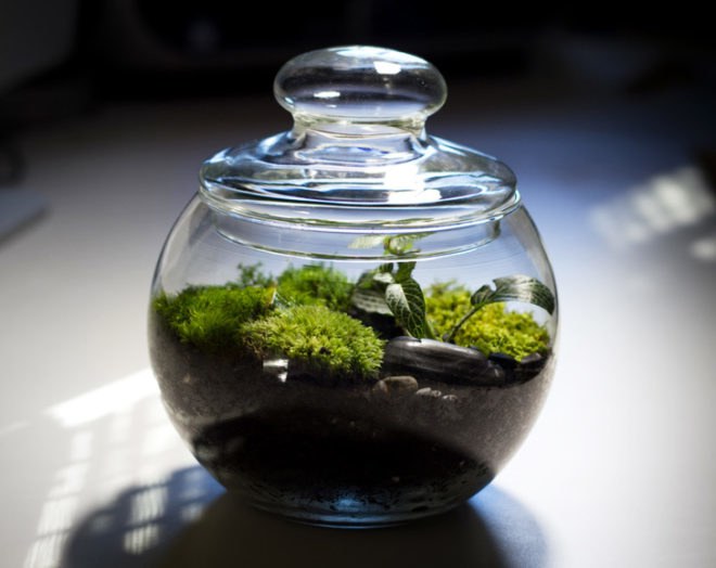 Terrarium, terrariums, glass bowl, glass bowl terrariums, DIY, How-to, how to, how to make a terrarium, make your own terrarium, moss, stones, rocks, sphagnum, miniatures, scenes, animal terrarium