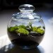 Terrarium, terrariums, glass bowl, glass bowl terrariums, DIY, How-to, how to, how to make a terrarium, make your own terrarium, moss, stones, rocks, sphagnum, miniatures, scenes, animal terrarium