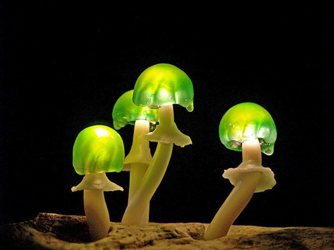 Great mushrooming, Yukio Takano, led lights, green lamps, reclaimed wood, reclaimed wood lamps, mushroom lamps, mushrooms, LED, low-energy lighting, sustainable design, sustainable lighting, energy-efficient lighting