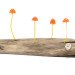 Great mushrooming, Yukio Takano, led lights, green lamps, reclaimed wood, reclaimed wood lamps, mushroom lamps, mushrooms, LED, low-energy lighting, sustainable design, sustainable lighting, energy-efficient lighting