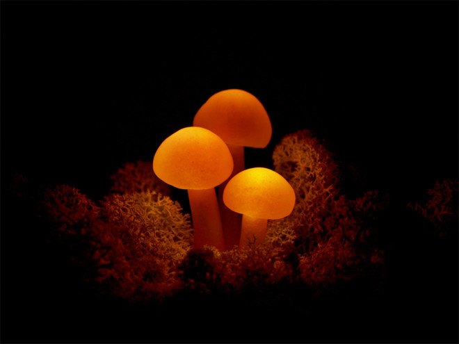 Great mushrooming, Yukio Takano, led lights, green lamps, reclaimed wood, reclaimed wood lamps, mushroom lamps, mushrooms, LED, low-energy lighting, sustainable design, sustainable lighting, energy-efficient lighting