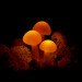 Great mushrooming, Yukio Takano, led lights, green lamps, reclaimed wood, reclaimed wood lamps, mushroom lamps, mushrooms, LED, low-energy lighting, sustainable design, sustainable lighting, energy-efficient lighting