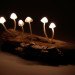 Great mushrooming, Yukio Takano, led lights, green lamps, reclaimed wood, reclaimed wood lamps, mushroom lamps, mushrooms, LED, low-energy lighting, sustainable design, sustainable lighting, energy-efficient lighting