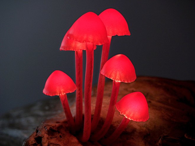 Great mushrooming, Yukio Takano, led lights, green lamps, reclaimed wood, reclaimed wood lamps, mushroom lamps, mushrooms, LED, low-energy lighting, sustainable design, sustainable lighting, energy-efficient lighting