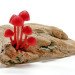 Great mushrooming, Yukio Takano, led lights, green lamps, reclaimed wood, reclaimed wood lamps, mushroom lamps, mushrooms, LED, low-energy lighting, sustainable design, sustainable lighting, energy-efficient lighting