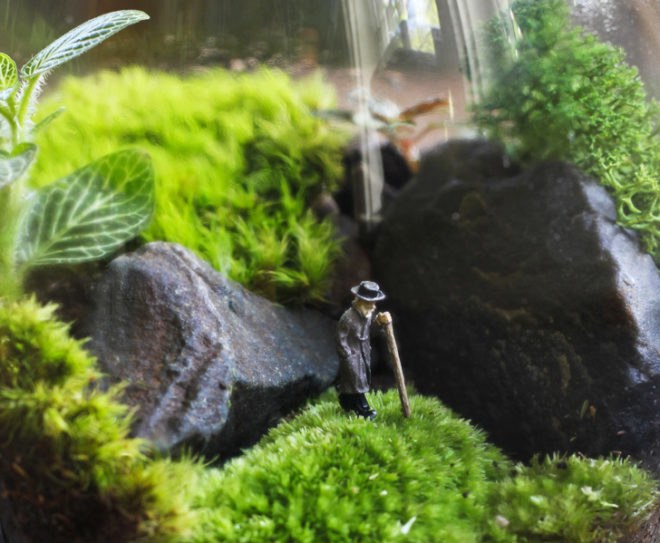 Terrarium, terrariums, glass bowl, glass bowl terrariums, DIY, How-to, how to, how to make a terrarium, make your own terrarium, moss, stones, rocks, sphagnum, miniatures, scenes, animal terrarium