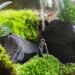 Terrarium, terrariums, glass bowl, glass bowl terrariums, DIY, How-to, how to, how to make a terrarium, make your own terrarium, moss, stones, rocks, sphagnum, miniatures, scenes, animal terrarium