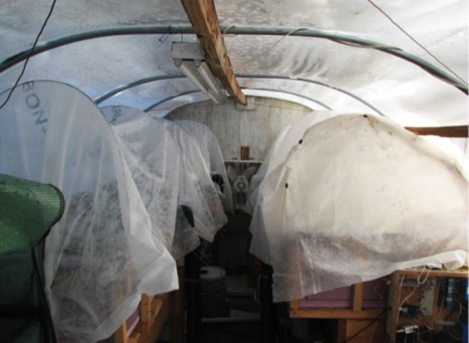 Aquaponics, cold weather aquaponics, aquaponic, DIY aquaponics, cold weather aquaponics, cold climate aquaponics, fish, fish tank, aquaponic vegetables, fridge aquaponics