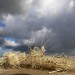 Strandbeest, strandbeest, Theo Jansen, sculptor, sculpture, sculptures, strandbeests, kinetic sculpture, kinetic sculptures, kinetic art, beach, beach art, beach sculptures
