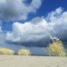 Strandbeest, strandbeest, Theo Jansen, sculptor, sculpture, sculptures, strandbeests, kinetic sculpture, kinetic sculptures, kinetic art, beach, beach art, beach sculptures