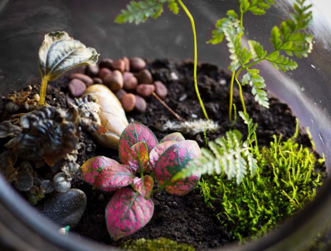 Terrarium, terrariums, glass bowl, glass bowl terrariums, DIY, How-to, how to, how to make a terrarium, make your own terrarium, moss, stones, rocks, sphagnum, miniatures, scenes, animal terrarium