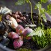 Terrarium, terrariums, glass bowl, glass bowl terrariums, DIY, How-to, how to, how to make a terrarium, make your own terrarium, moss, stones, rocks, sphagnum, miniatures, scenes, animal terrarium