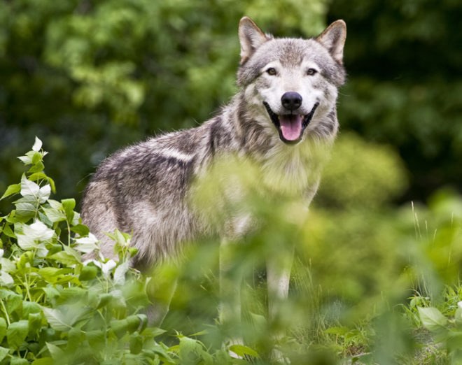 wolf, grey wolf, Discovery, Discovery Channel Canada, red wolf, Man-eating Super Wolves, apex predators, hunting, documentary, animal culls, campaign, petition