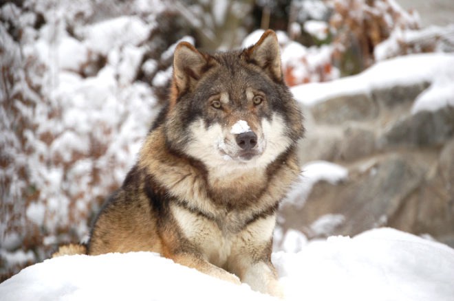 wolf, grey wolf, Discovery, Discovery Channel Canada, red wolf, Man-eating Super Wolves, apex predators, hunting, documentary, animal culls, campaign, petition