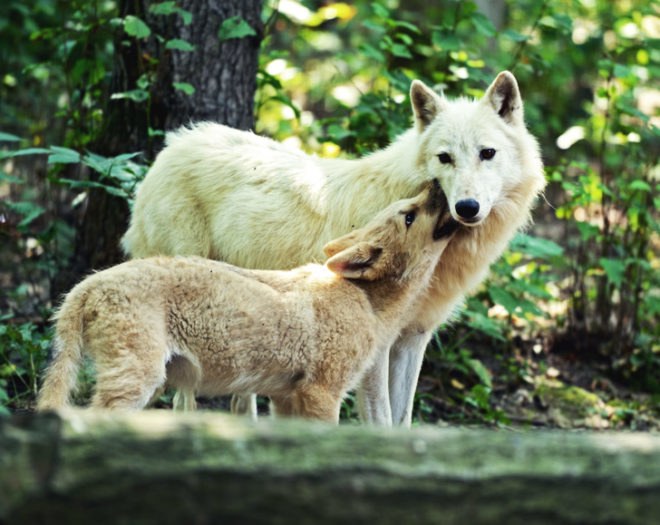 wolf, grey wolf, Discovery, Discovery Channel Canada, red wolf, Man-eating Super Wolves, apex predators, hunting, documentary, animal culls, campaign, petition