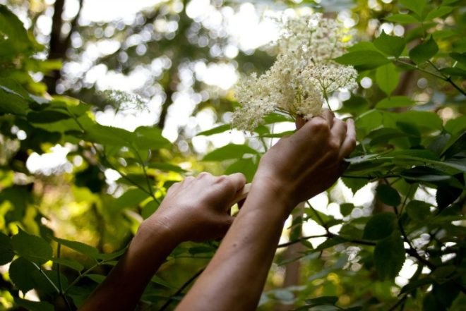 common weeds, DIY tea, NYC foraging, homemade herbal tea