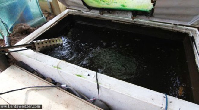 Aquaponics, cold weather aquaponics, aquaponic, DIY aquaponics, cold weather aquaponics, cold climate aquaponics, fish, fish tank, aquaponic vegetables, fridge aquaponics
