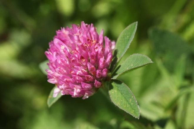 common weeds, DIY tea, NYC foraging, homemade herbal tea