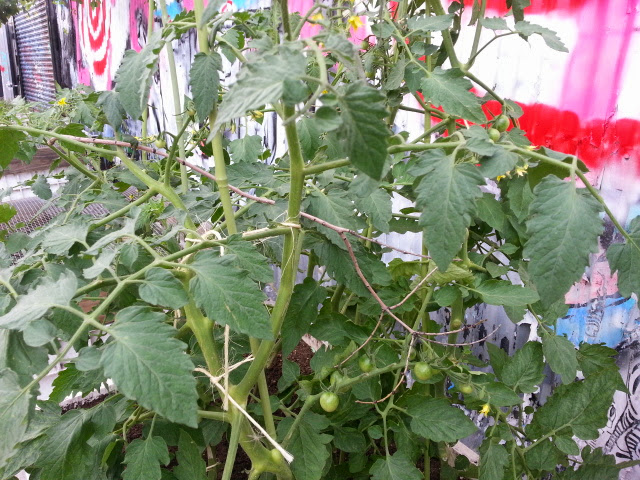 roberta's, roberta's pizza, best pizza nyc, nyc pizza, roberta's bushwick, roberta's garden, roberta's shipping container garden, shipping container gardens, urban gardening, green nyc, green design