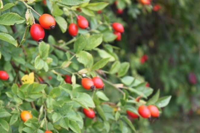 common weeds, DIY tea, NYC foraging, homemade herbal tea