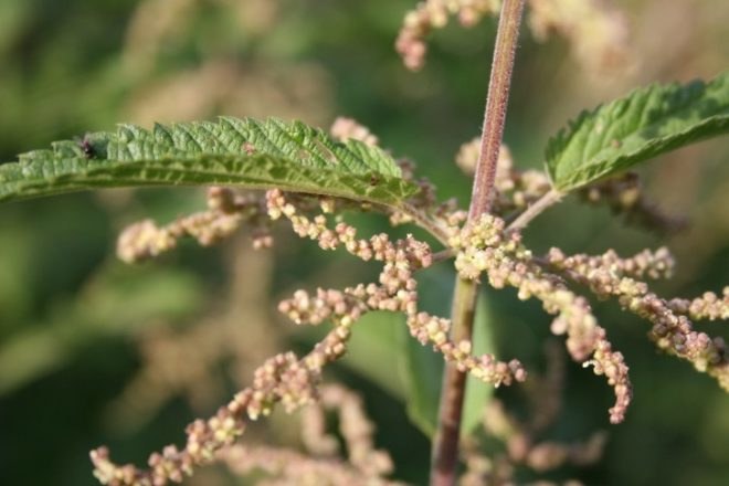 common weeds, DIY tea, NYC foraging, homemade herbal tea