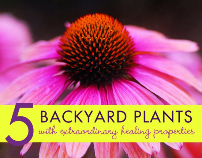 Healing plants, healing weeds, backyard plants, backyard weeds, common weeds, common plants, mullein, yarrow, echinacea, coltsfoot, milk thistle, thistle, tincture, decoction, herbal remedies, home remedies, gallbladder, bleeding, infection, DIY tinctures, herbal tea, herbal healing, healing, herbal medicine, herbs, herb, wild plants