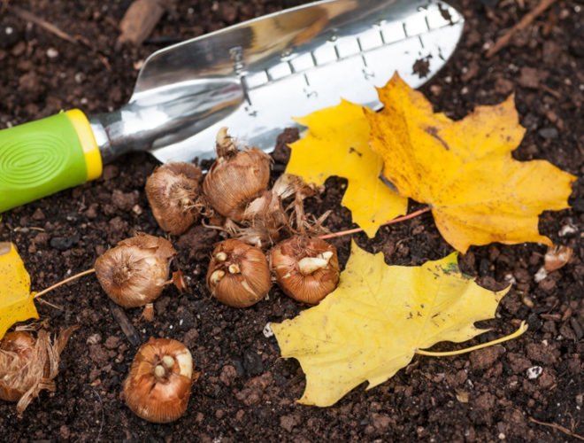 Guerilla gardening, guerrilla gardening, fall gardening, fall garden, autumn gardening, autumn garden, bulbs, flower bulbs, garlic, crocus, snowdrops, daffodils, bluebells, astilbe, spinach, peas, beans