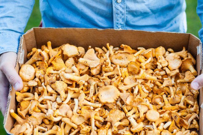 forage, wild mushrooms, hunt for mushrooms, chanterelle mushrooms, golden chanterelle, DIY, chanterelle mushroom recipe, forage in the forest, how to find chanterelles, how to cook chanterelles, chanterelle video, video, DIY video, harvest mushrooms, mycology, hiking, eco-travel, Tafline Laylin
