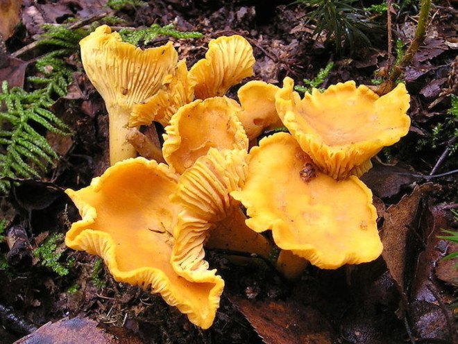 forage, wild mushrooms, hunt for mushrooms, chanterelle mushrooms, golden chanterelle, DIY, chanterelle mushroom recipe, forage in the forest, how to find chanterelles, how to cook chanterelles, chanterelle video, video, DIY video, harvest mushrooms, mycology, hiking, eco-travel, Tafline Laylin